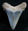 / Carcharocles Angustiden Tooth - Pre Megalodon #4399-1